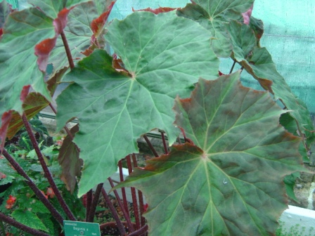 B. ‘Lettonica’